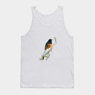 Beautiful White-rumped Shama Thrush, Bird Tank Top